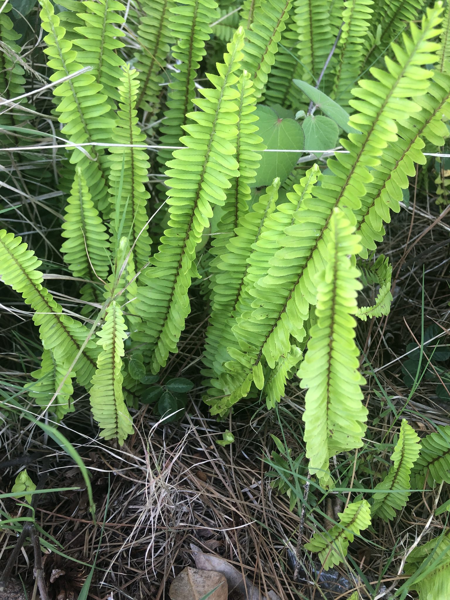 Nephrolepis exaltata